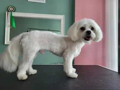 Dog and look - psi fryzjer Gdynia